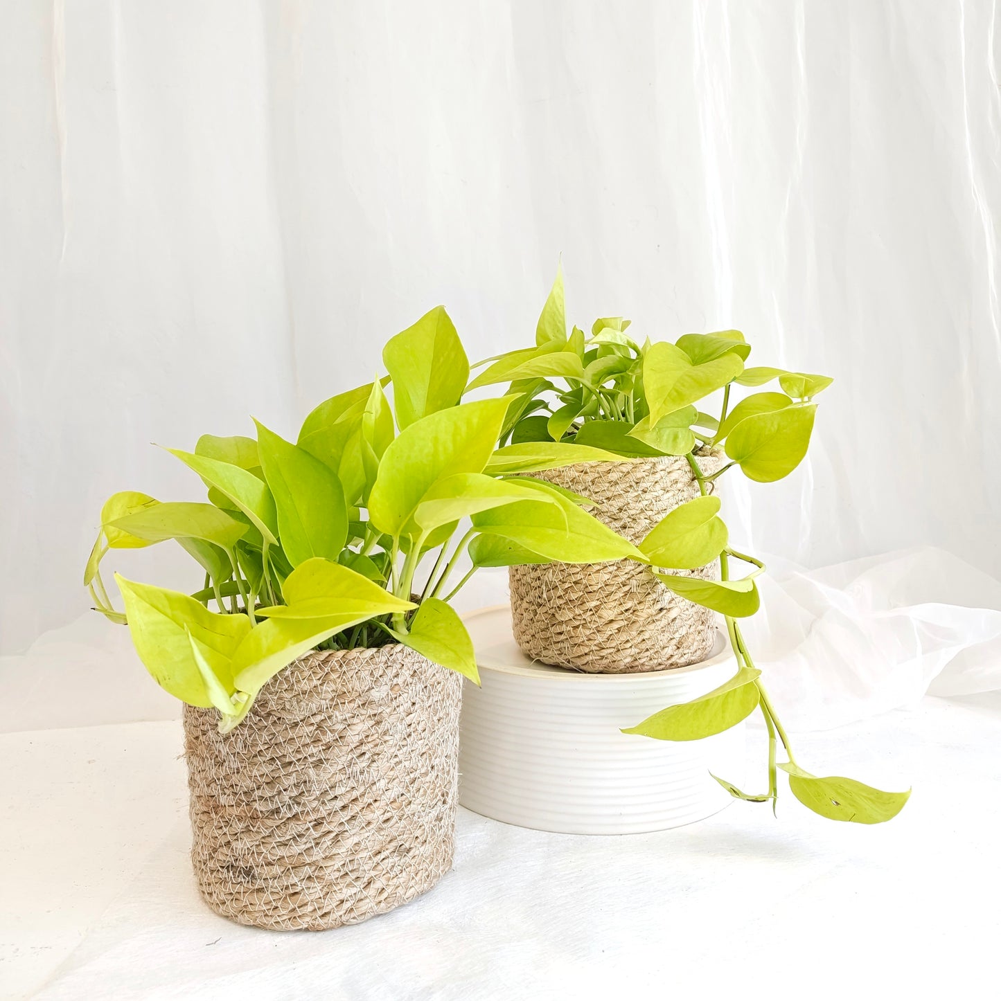Neon Pothos