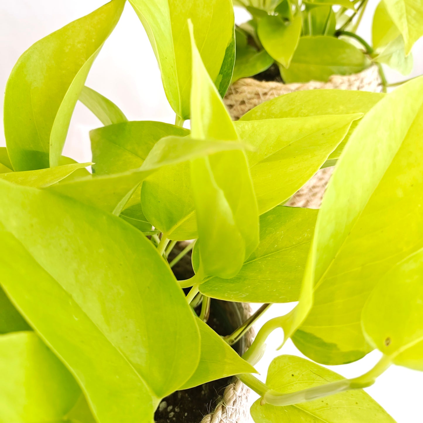 Neon Pothos