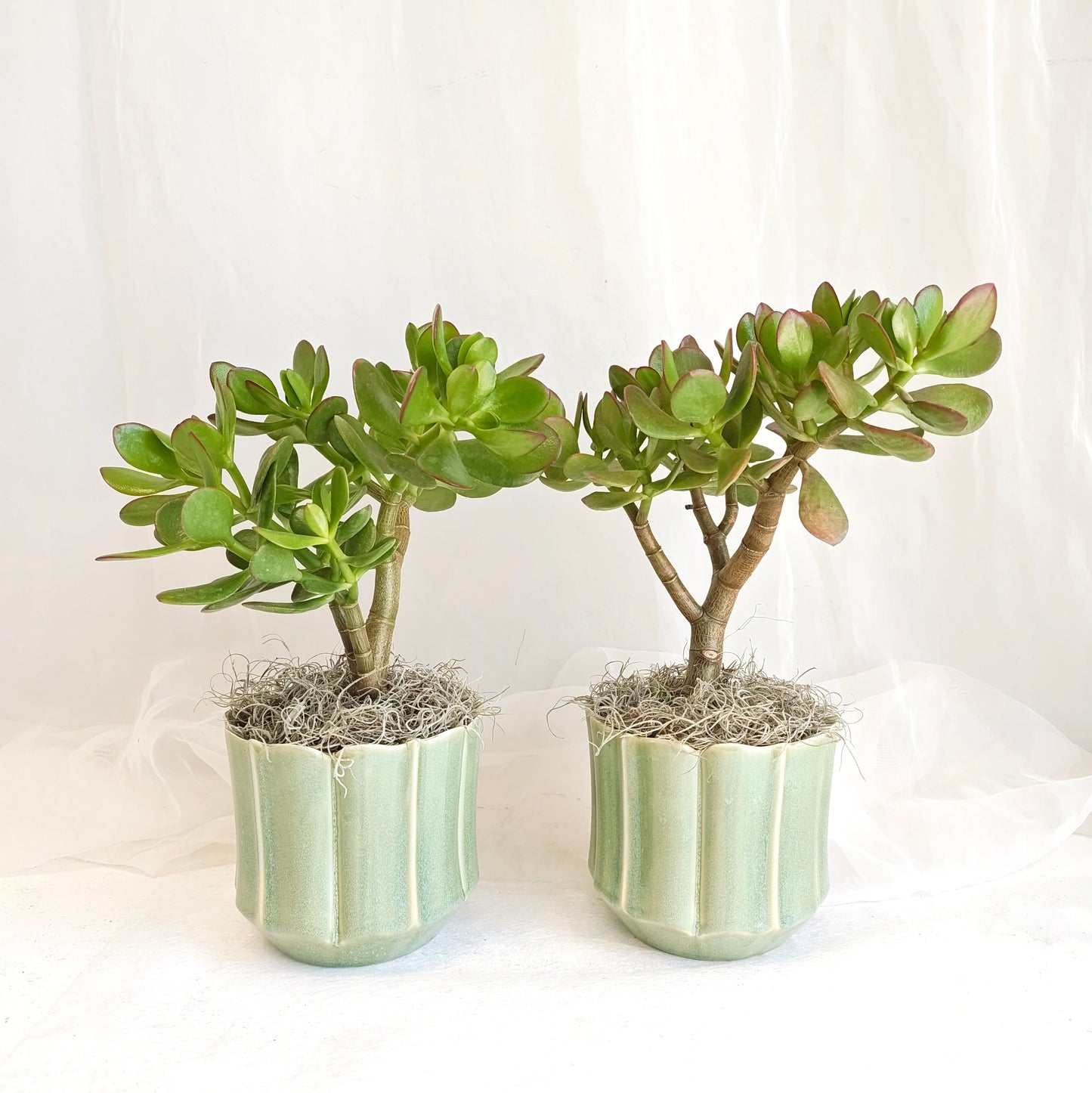 Jade Plant