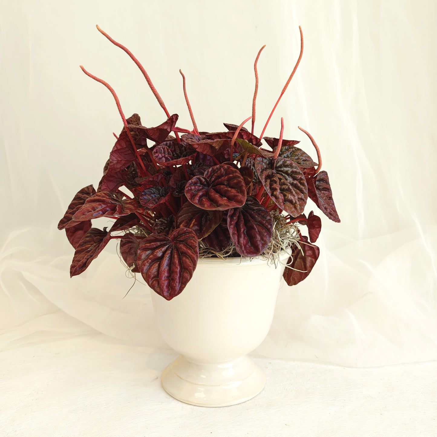 Peperomia Burgundy in Footed Pot