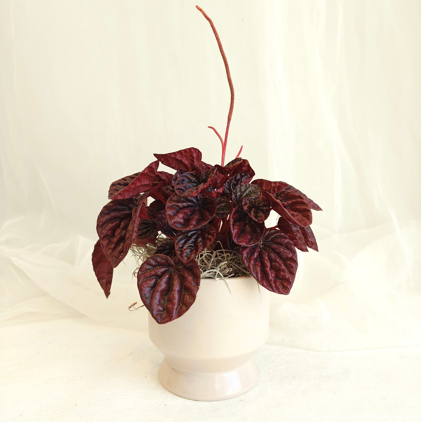 Peperomia Burgundy in Footed Pot