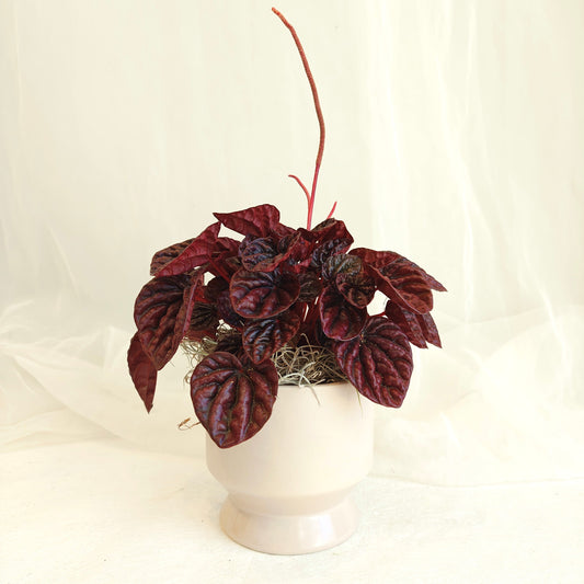 Peperomia Burgundy in Footed Pot