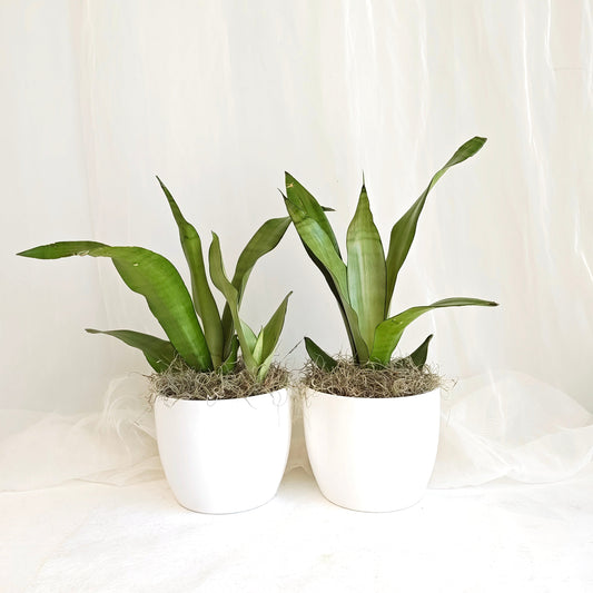 Sansevieria Moonshine