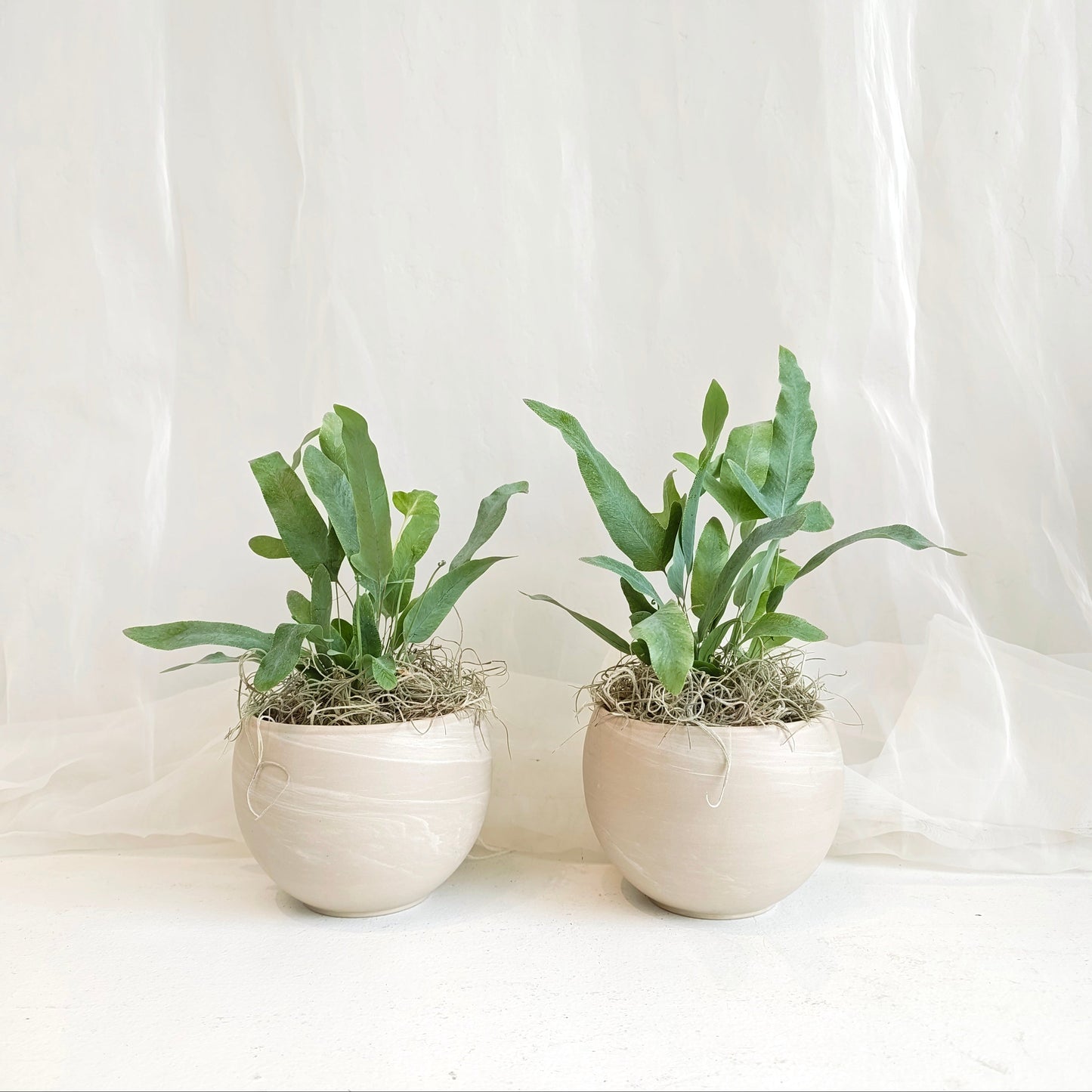 Blue Star Fern in Round Matte Finish Pot