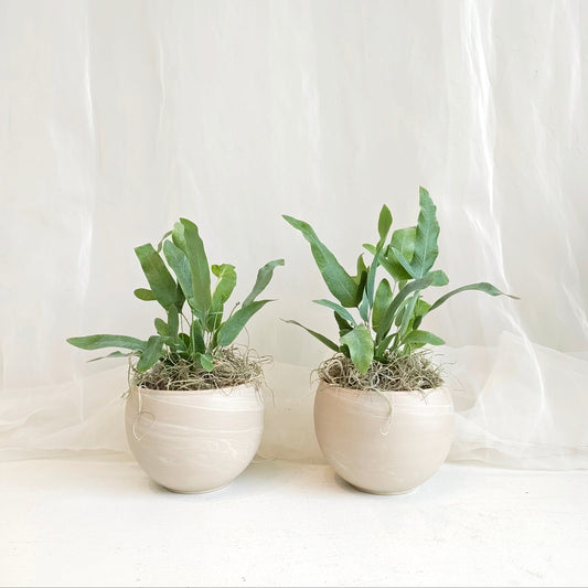 Blue Star Fern in Round Matte Finish Pot