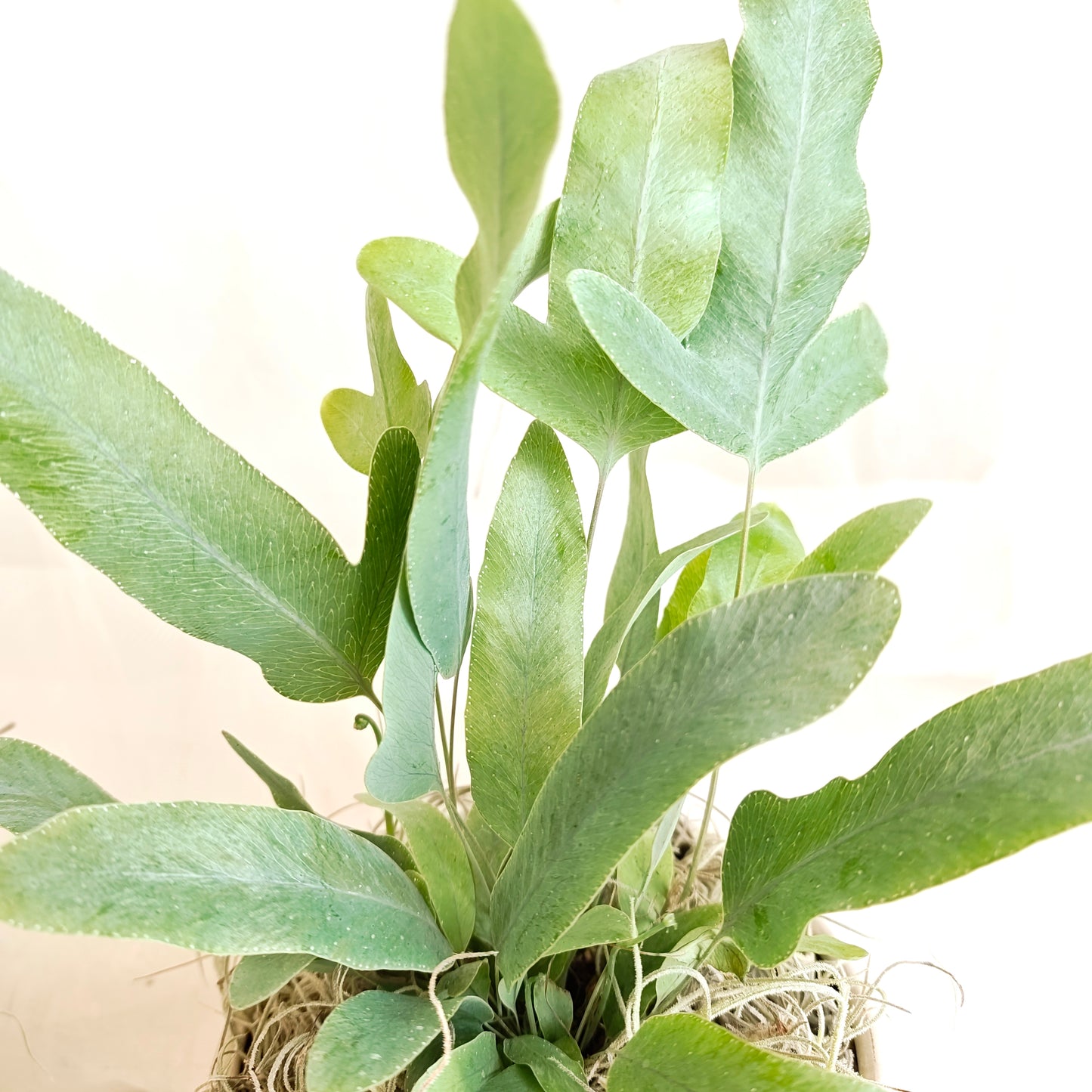 Blue Star Fern in Round Matte Finish Pot