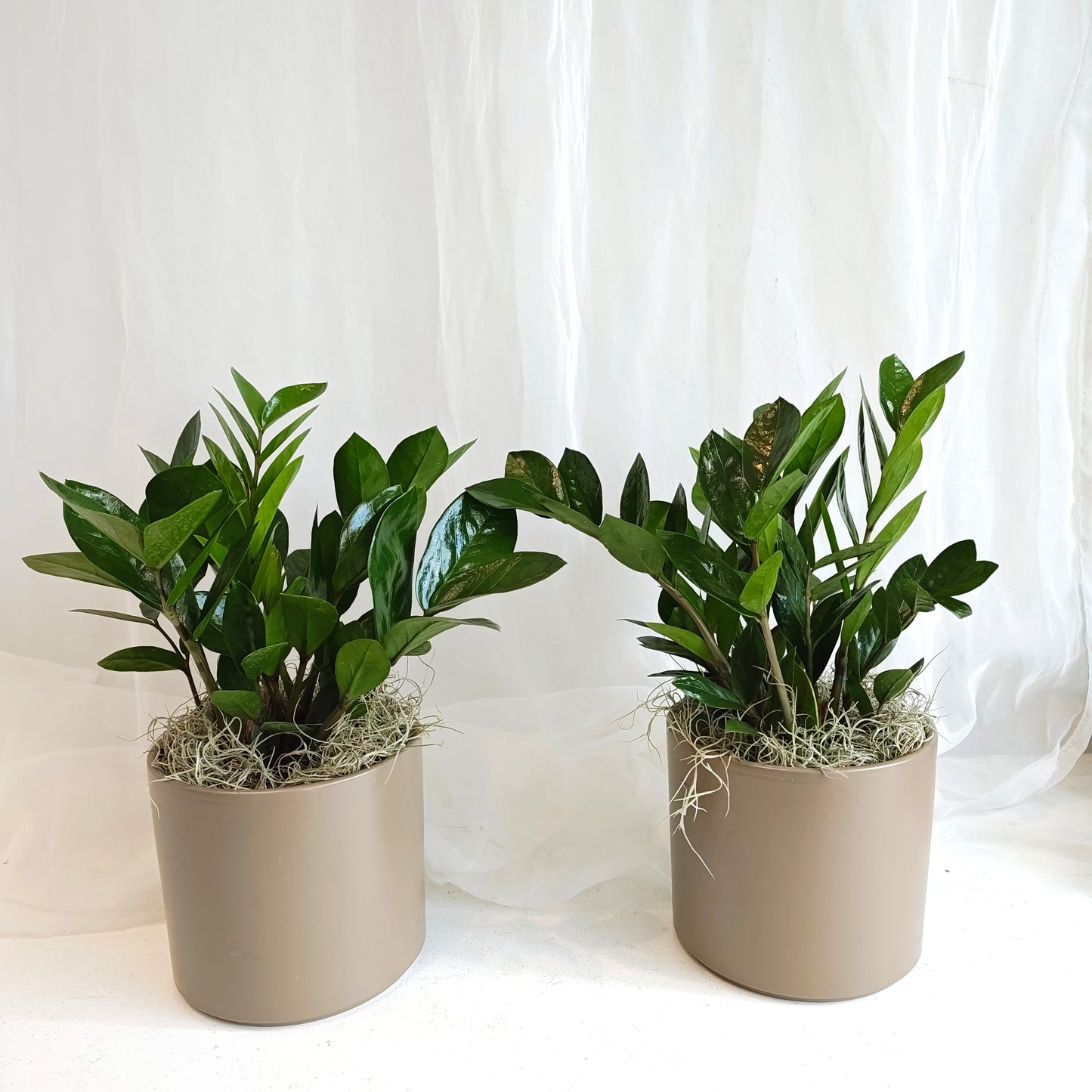 ZZ Plant in Light Brown Pot