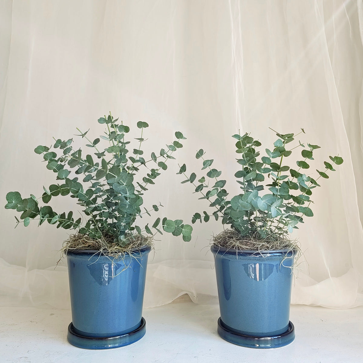 Glacier Eucalyptus in Dark Blue Glazed Pot