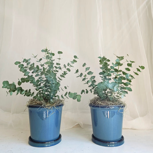 Glacier Eucalyptus in Dark Blue Glazed Pot
