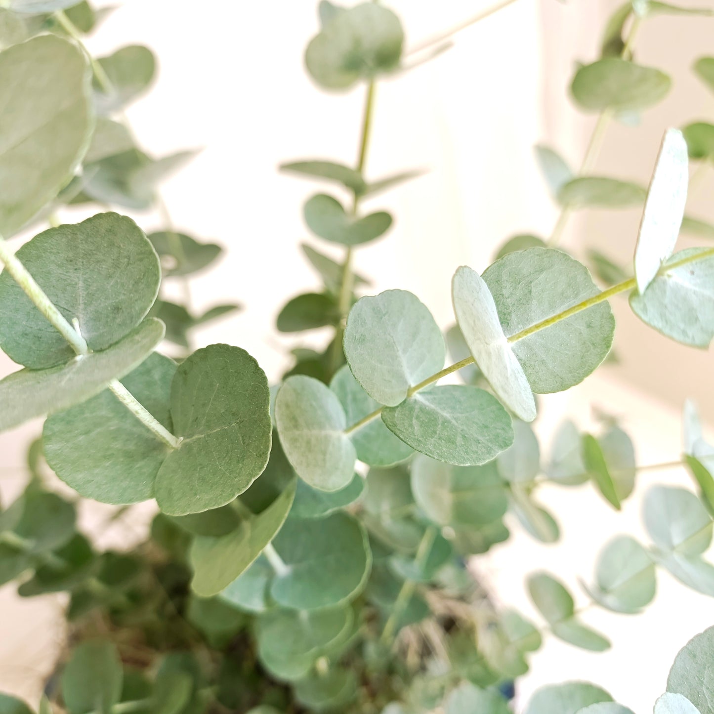 Glacier Eucalyptus in Dark Blue Glazed Pot