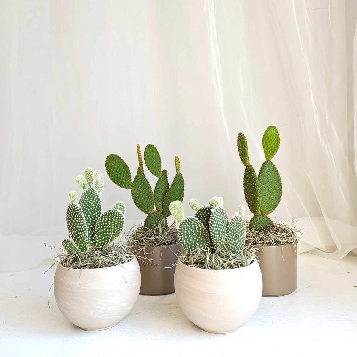 Bunny Ear Cactus