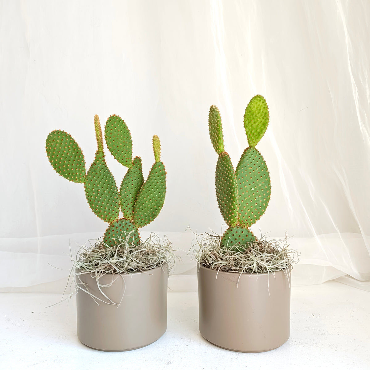 Bunny Ear Cactus