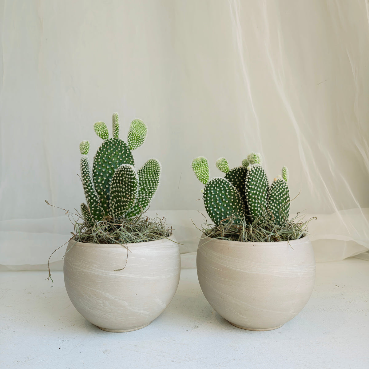 Bunny Ear Cactus