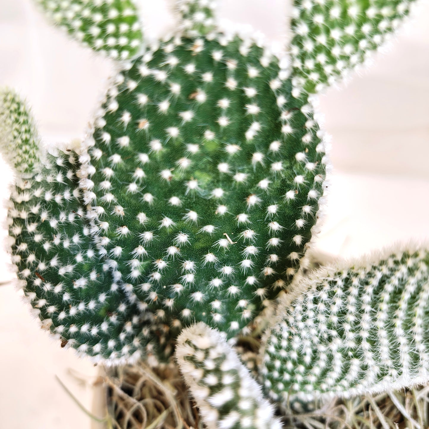 Bunny Ear Cactus