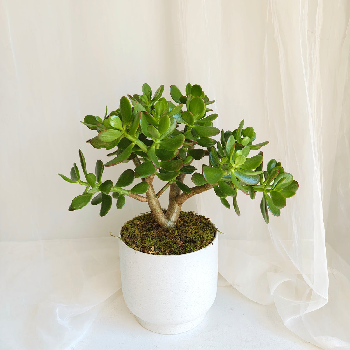 Jade Plant in White Speckled Pot