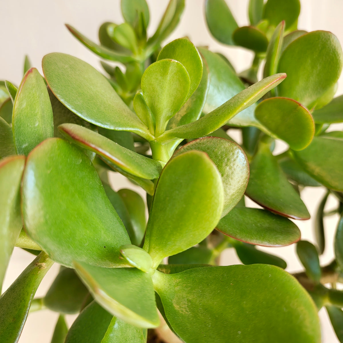 Jade Plant in White Speckled Pot