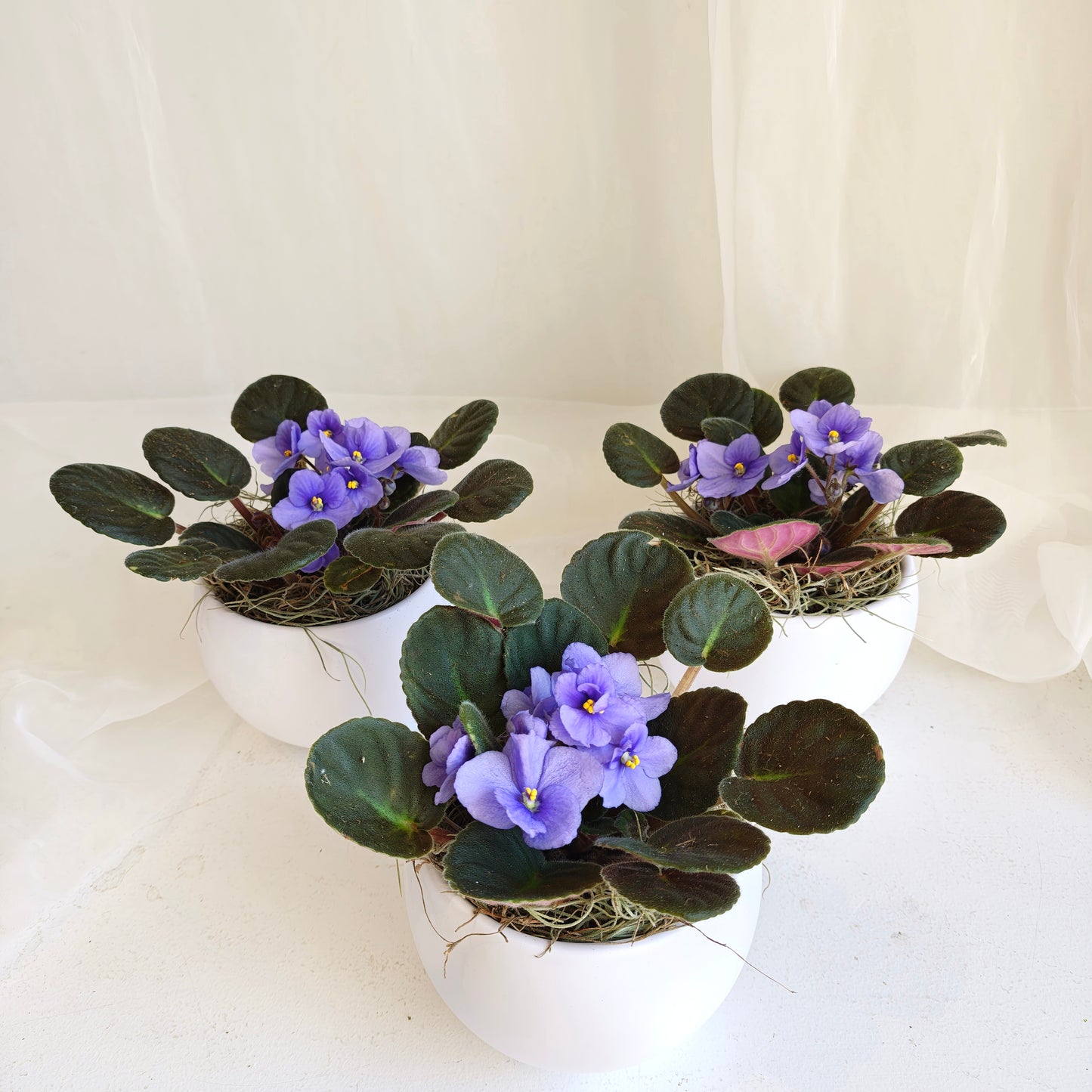 Blue African Violet in Round Pot