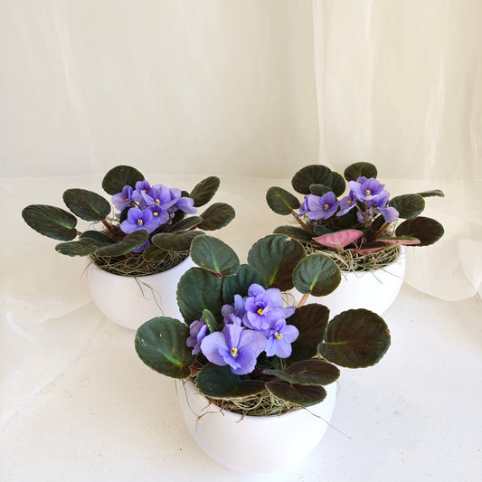 Blue African Violet in Round Pot