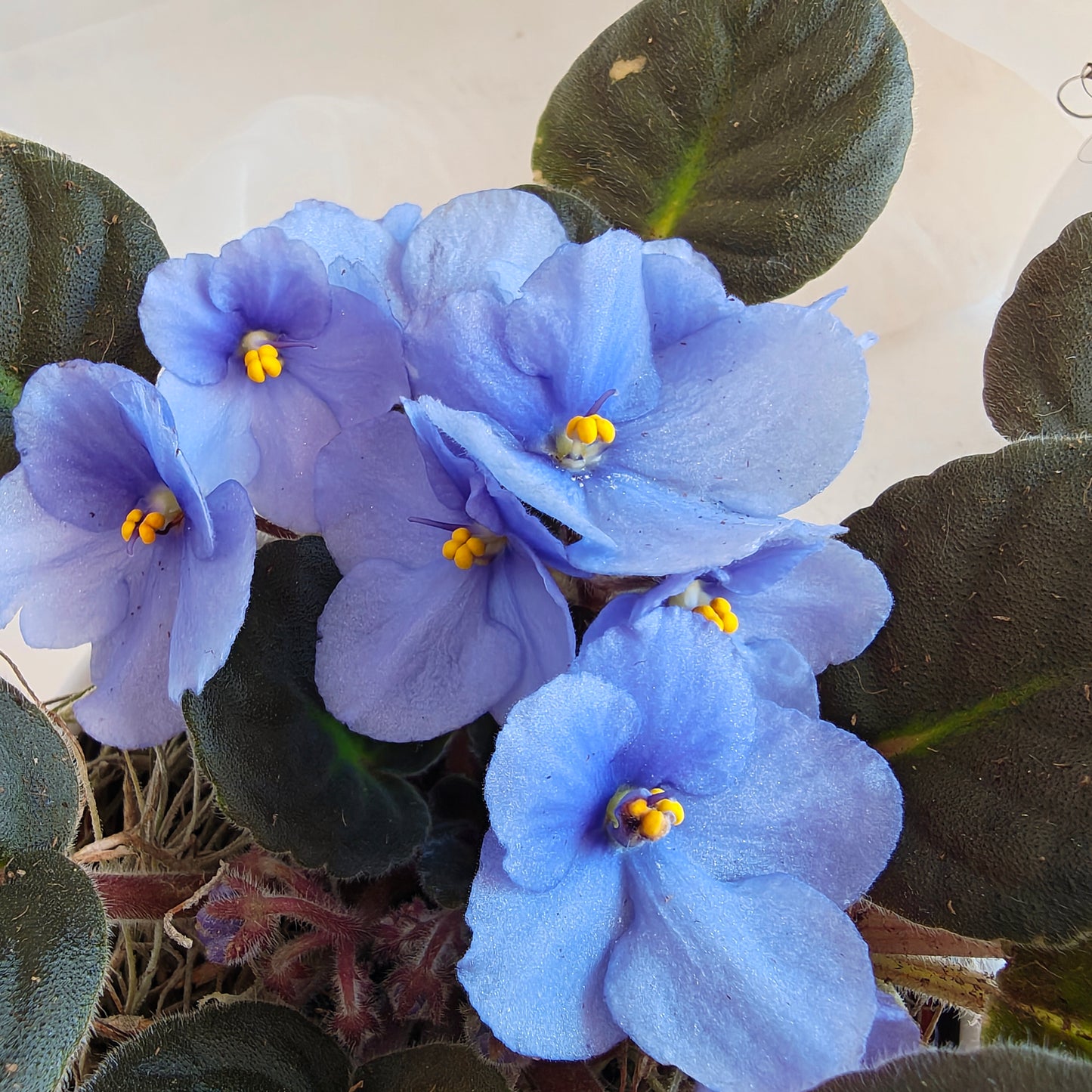 Blue African Violet in Round Pot