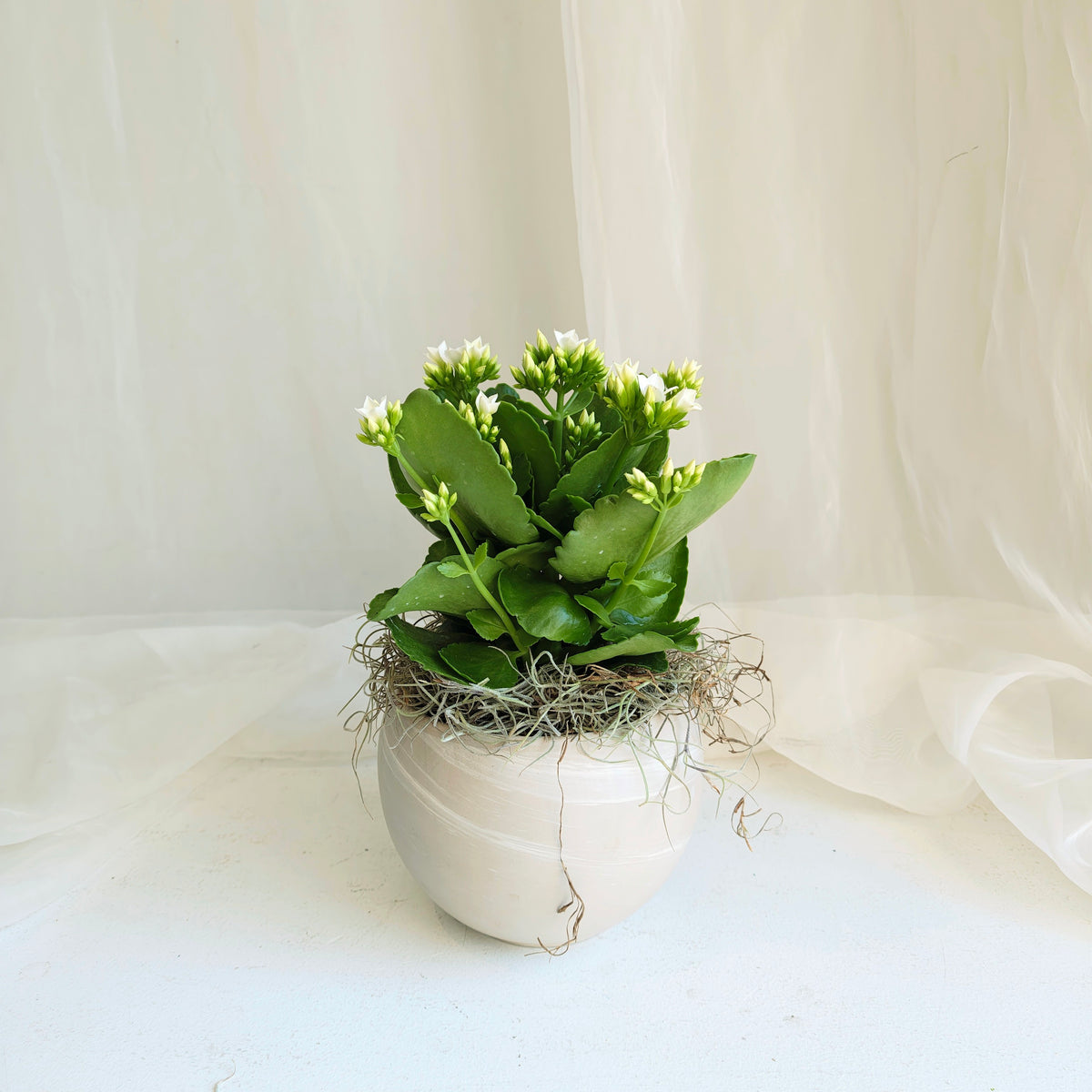 Assorted Kalanchoe