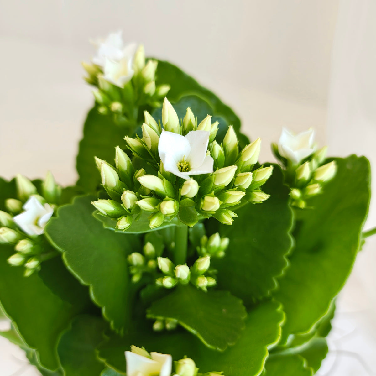 Assorted Kalanchoe