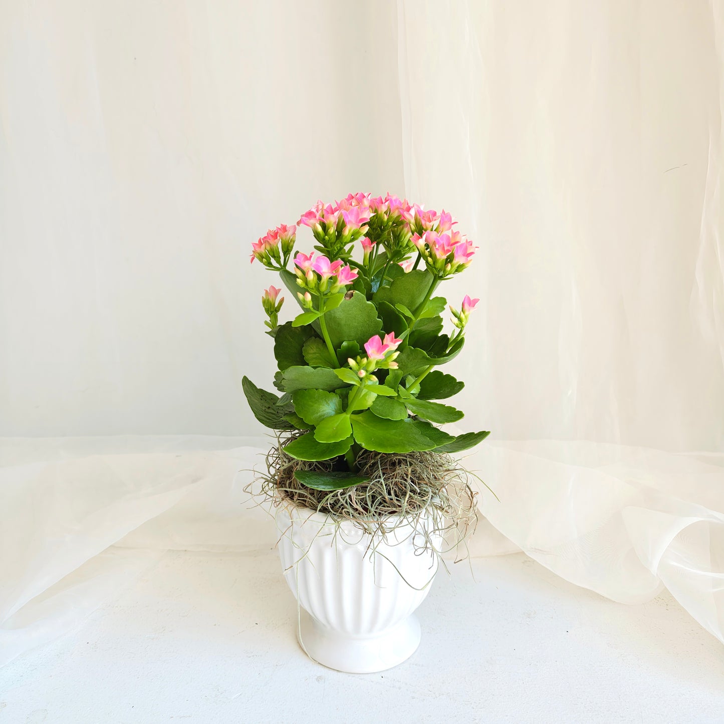 Assorted Kalanchoe