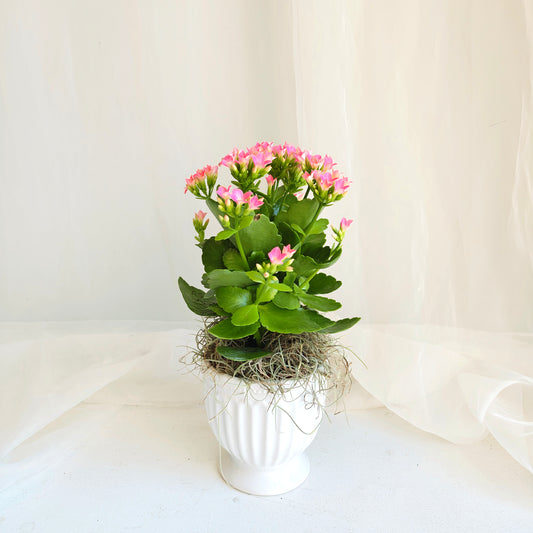 Assorted Kalanchoe