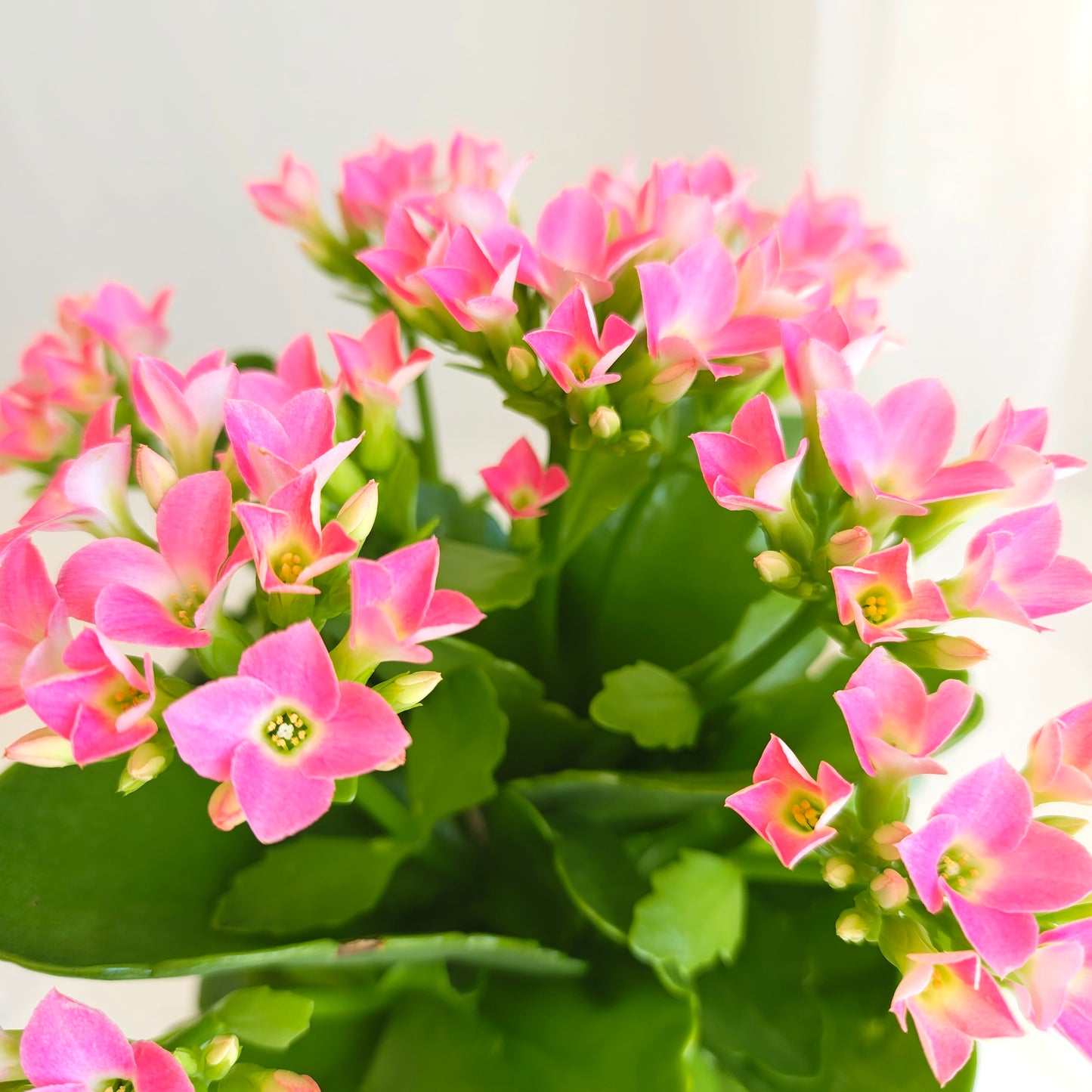 Assorted Kalanchoe