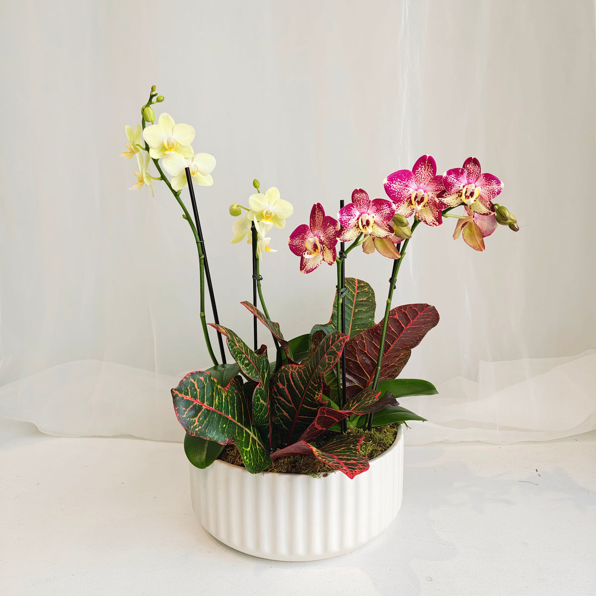 Mini Orchid & Croton Planter