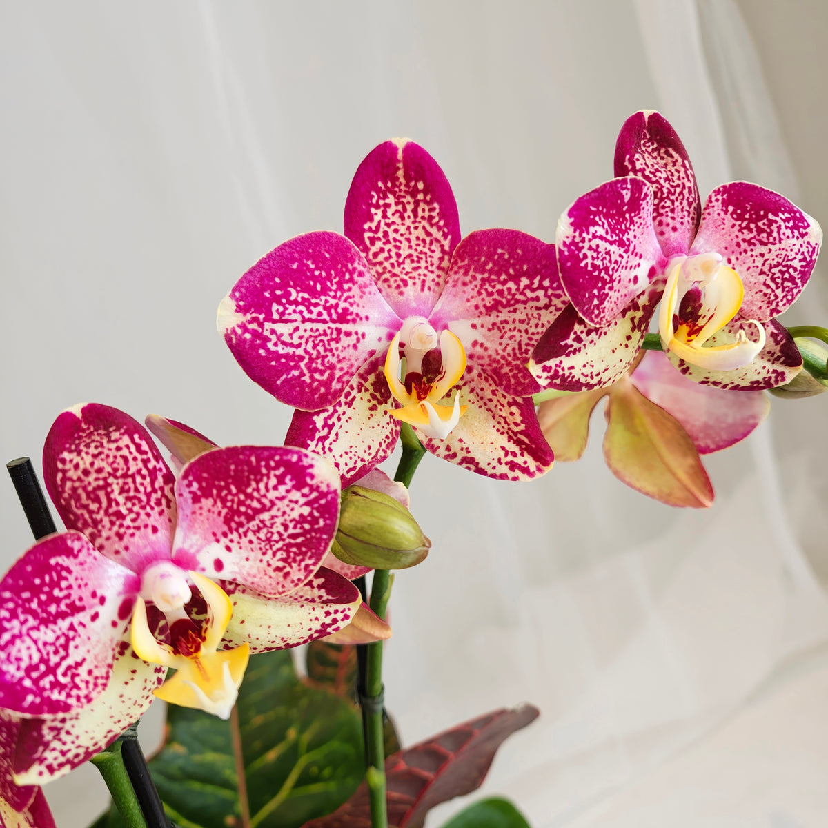 Mini Orchid & Croton Planter