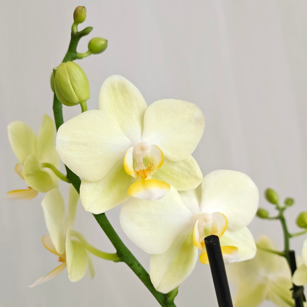 Mini Orchid & Croton Planter