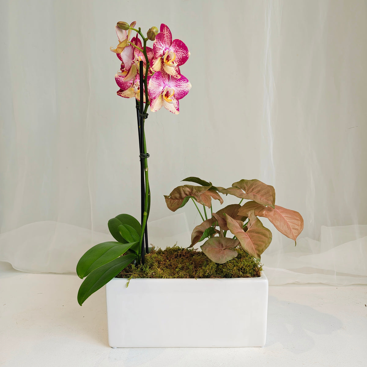 Mini Orchid Tropical Planter