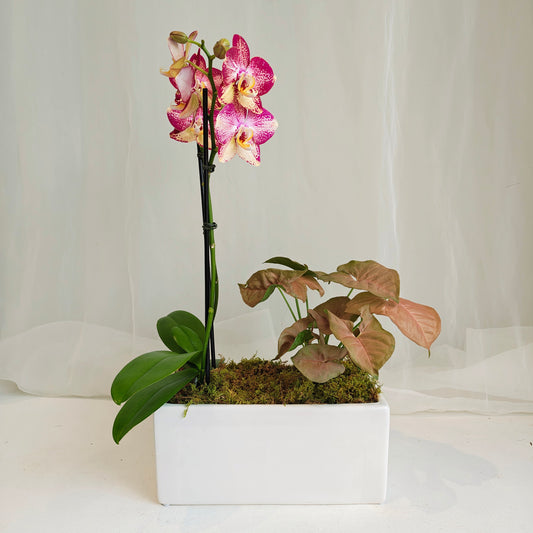 Mini Orchid Tropical Planter