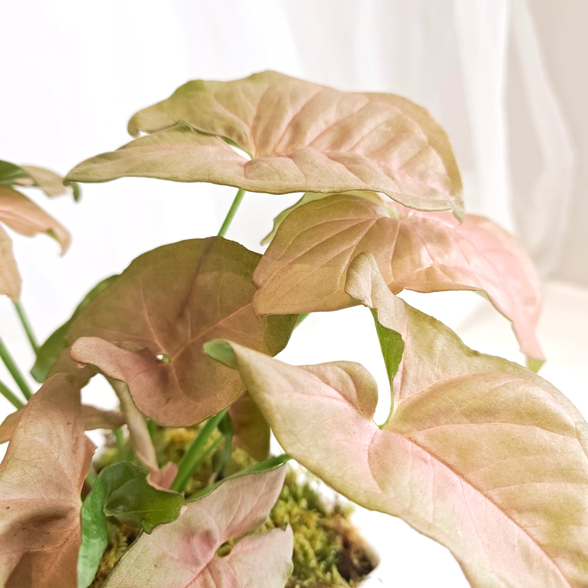 Mini Orchid Tropical Planter