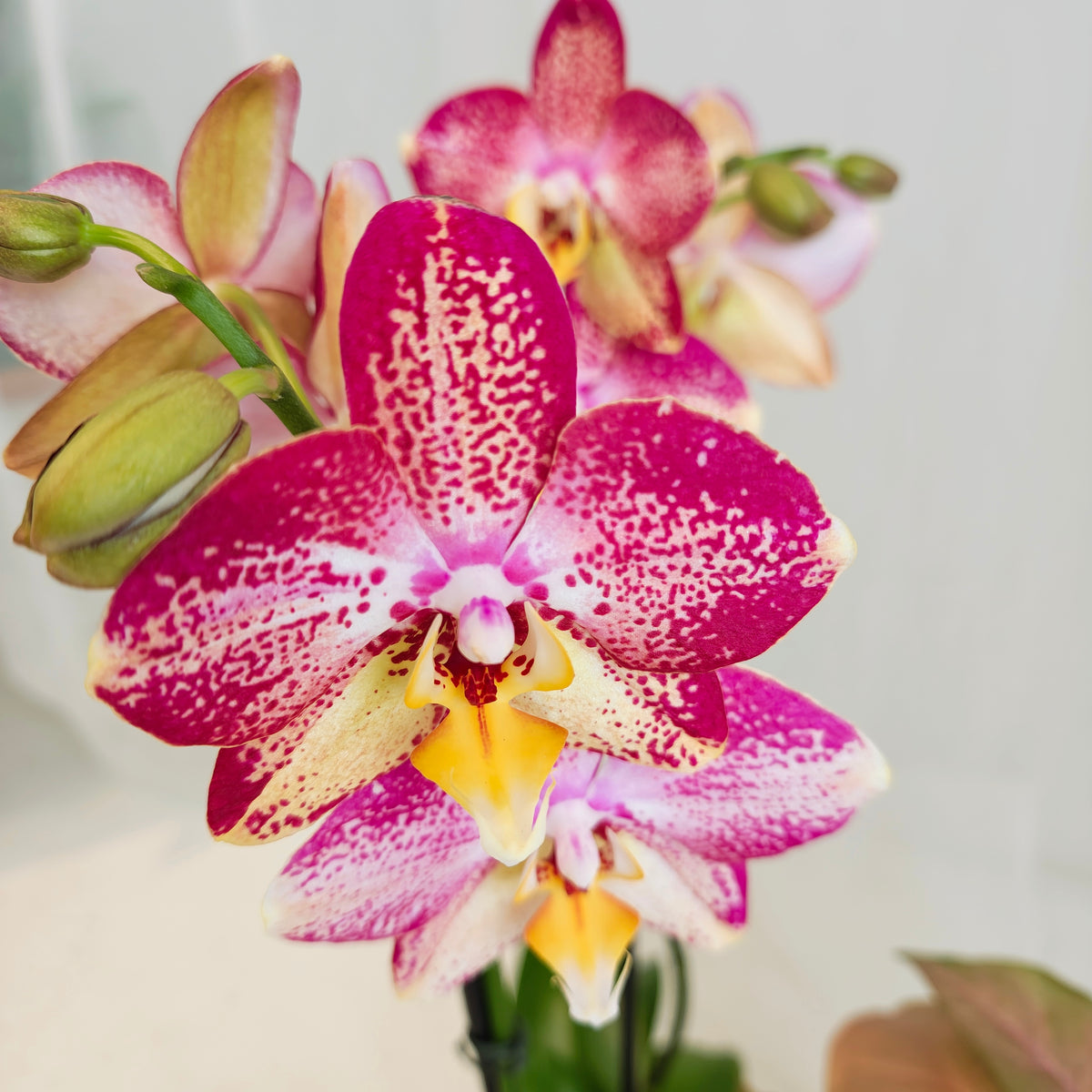 Mini Orchid Tropical Planter