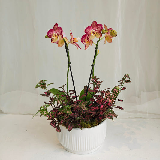 Mini Orchid & Polka Dot Plant Bowl
