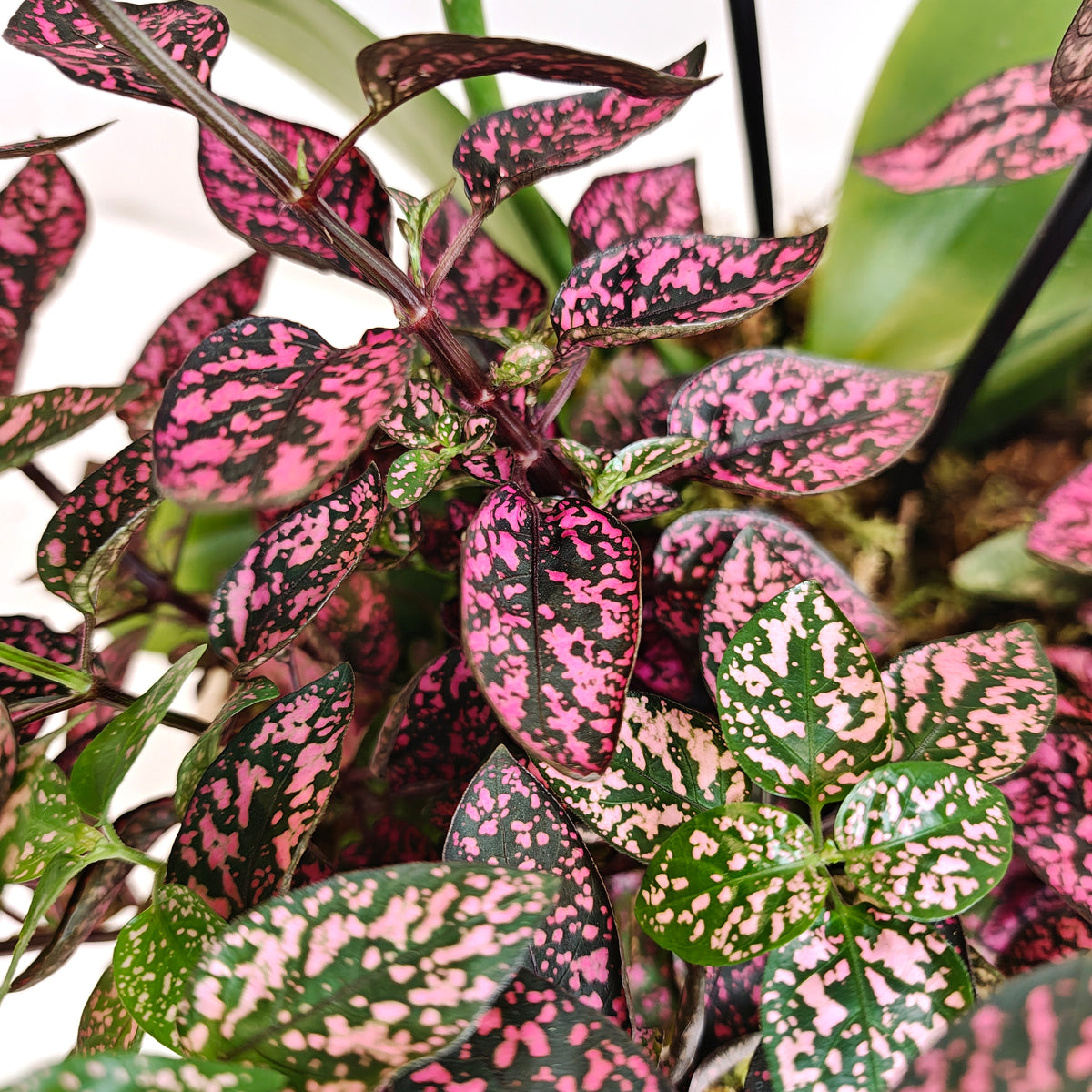 Mini Orchid & Polka Dot Plant Bowl