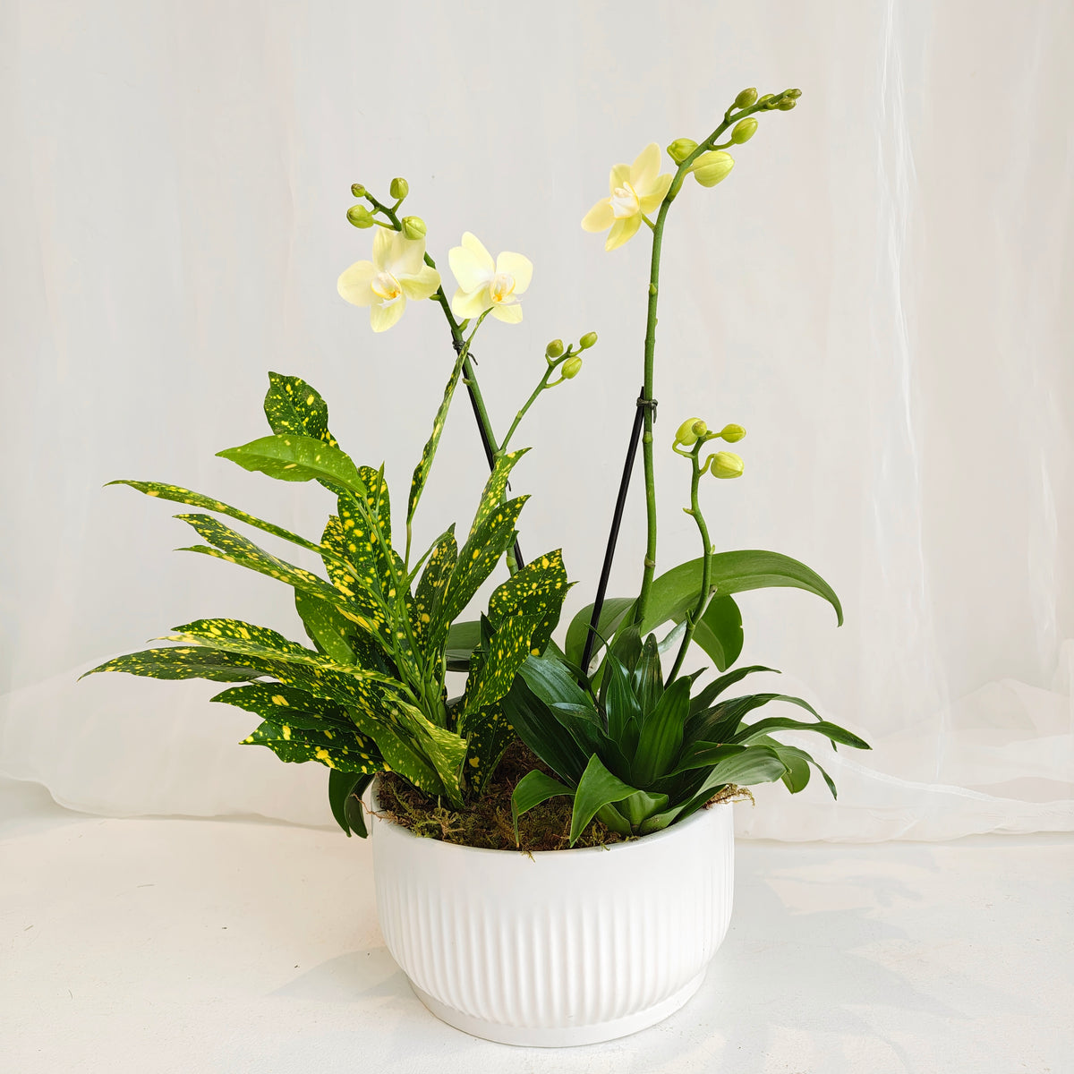 Mini Orchid & Tropical Plant Bowl