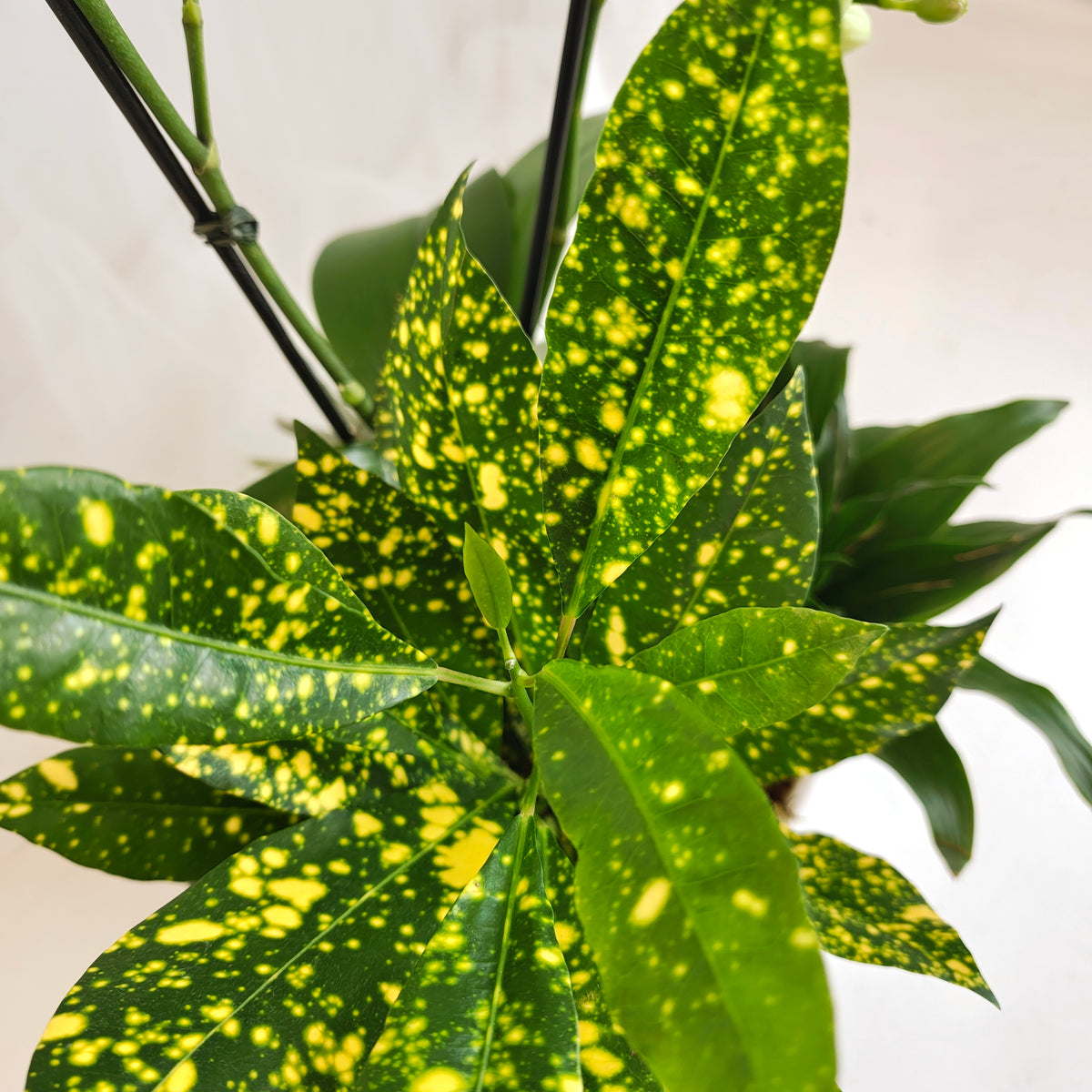 Mini Orchid & Tropical Plant Bowl