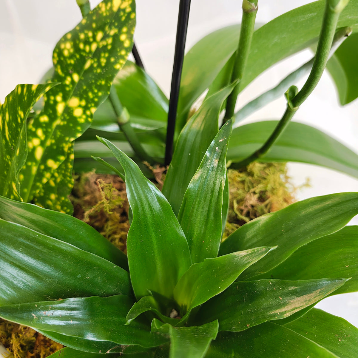 Mini Orchid & Tropical Plant Bowl