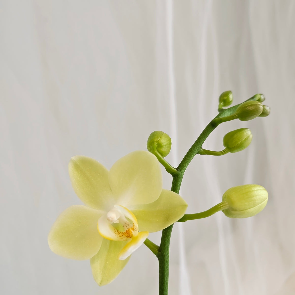 Mini Orchid & Tropical Plant Bowl