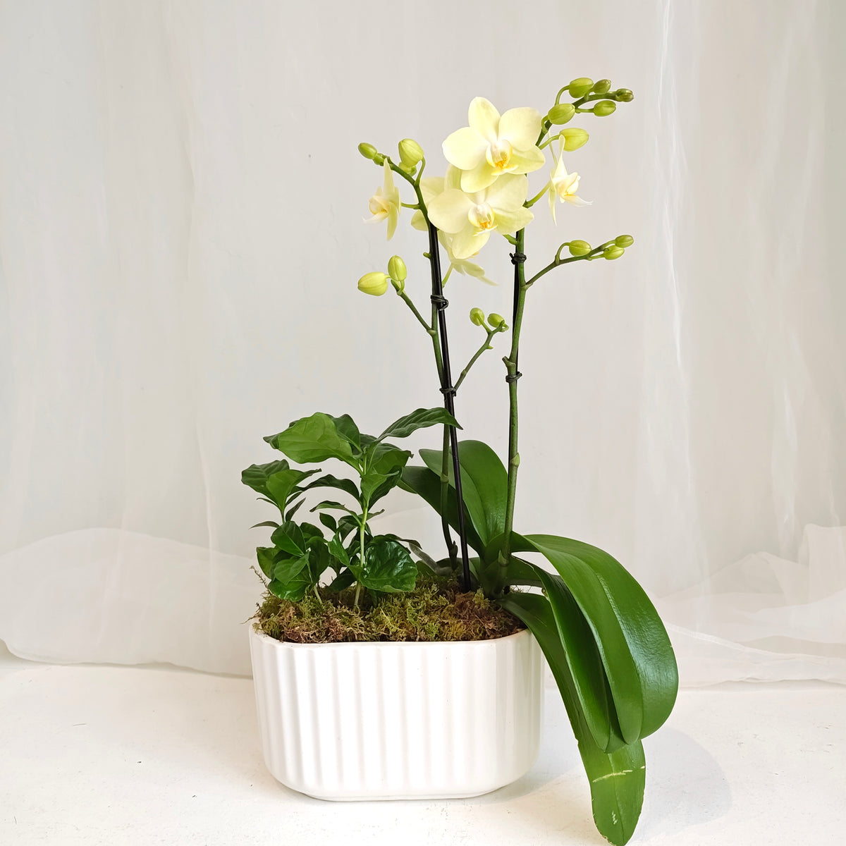 Mini Orchid & Coffee Plant Planter