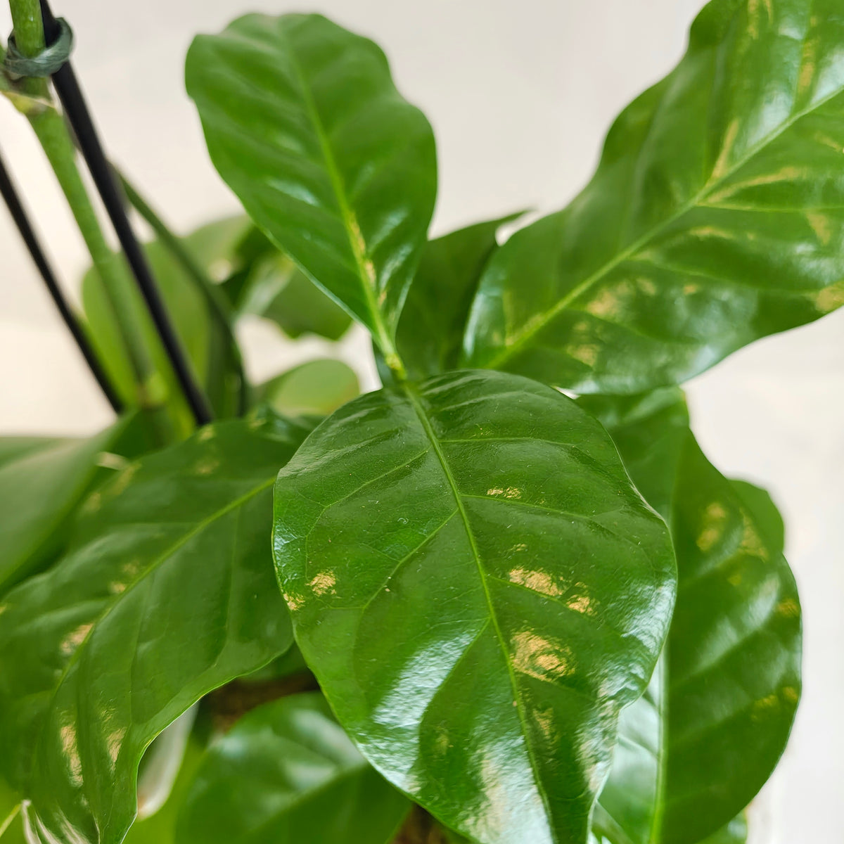 Mini Orchid & Coffee Plant Planter