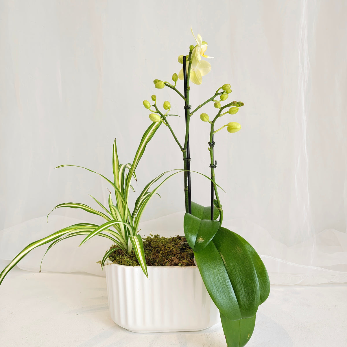 Mini Orchid & Spider Plant Planter