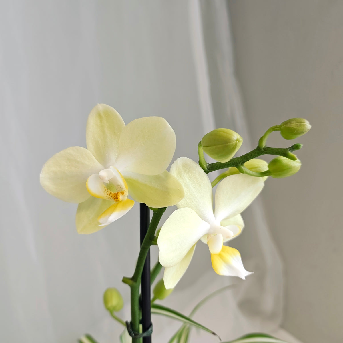 Mini Orchid & Spider Plant Planter