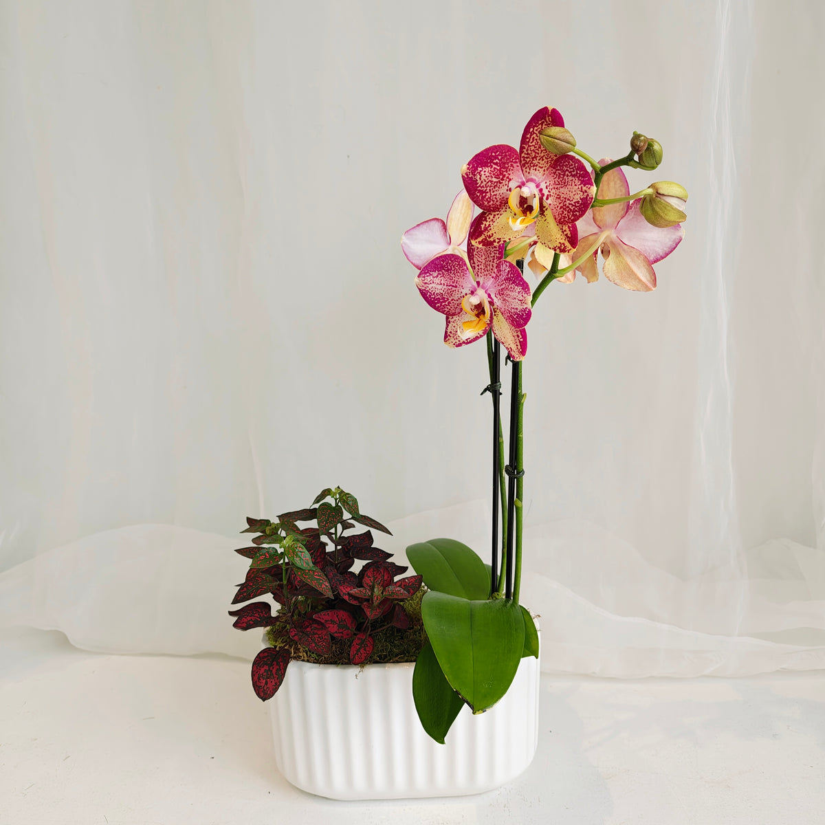 Mini Orchid & Polka Dot Plant Planter