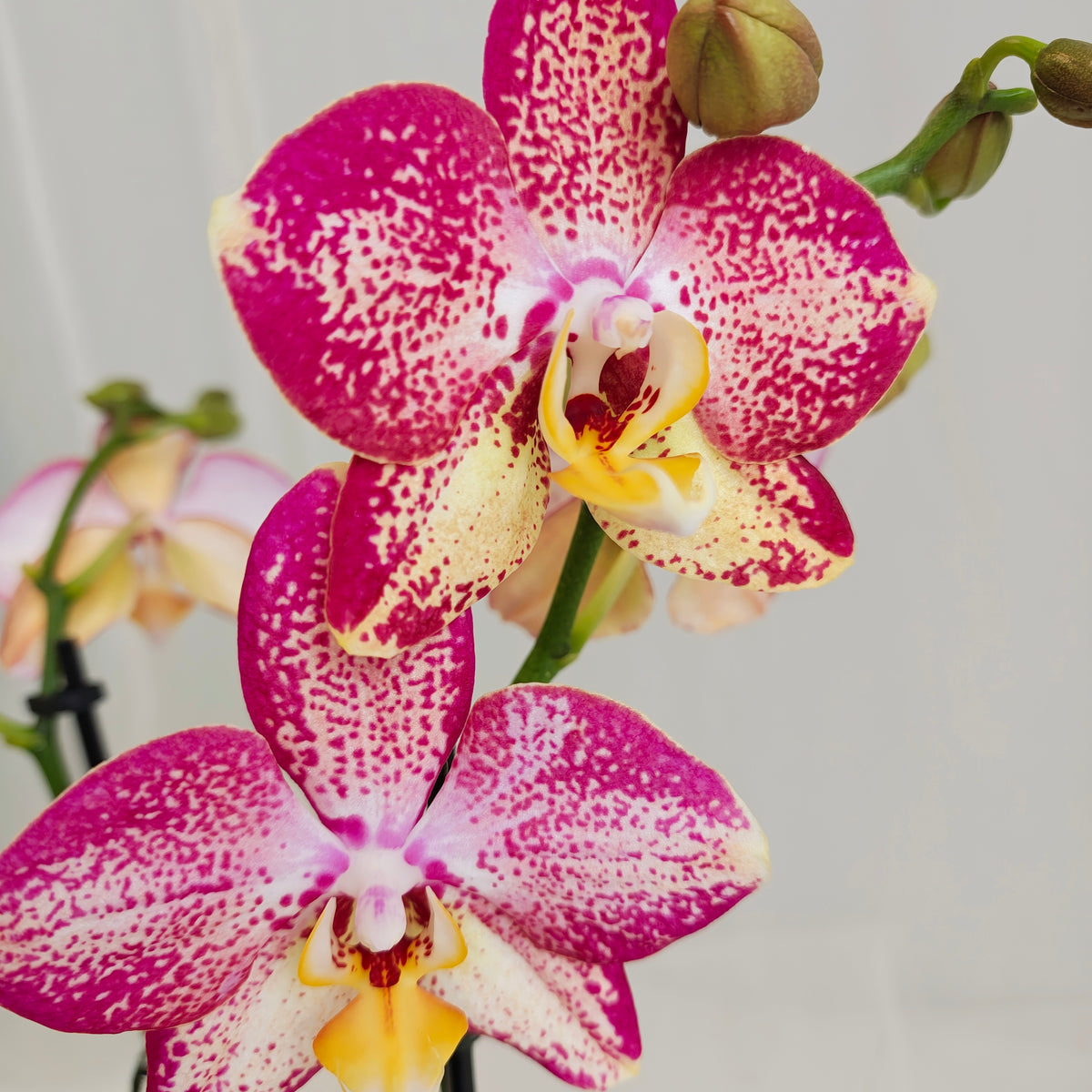 Mini Orchid & Polka Dot Plant Planter