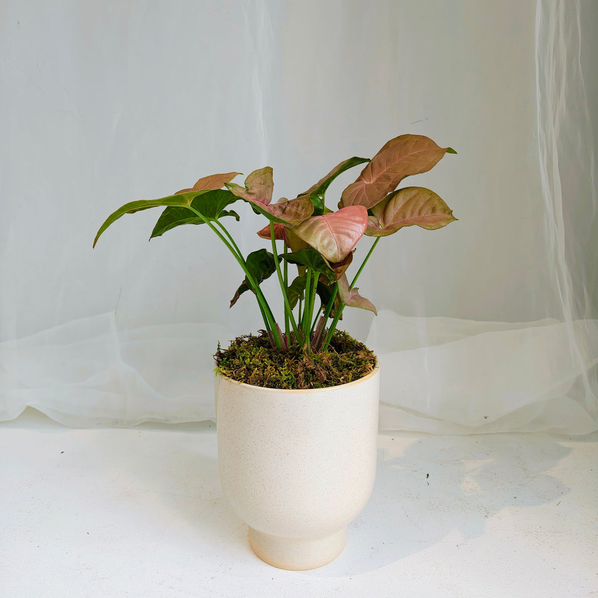 Arrowhead Syngonium in Speckled Ceramic Pot