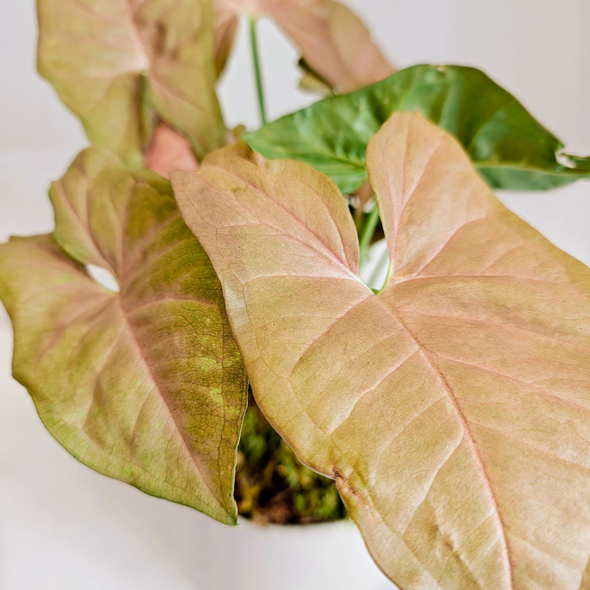 Arrowhead Syngonium in Speckled Ceramic Pot