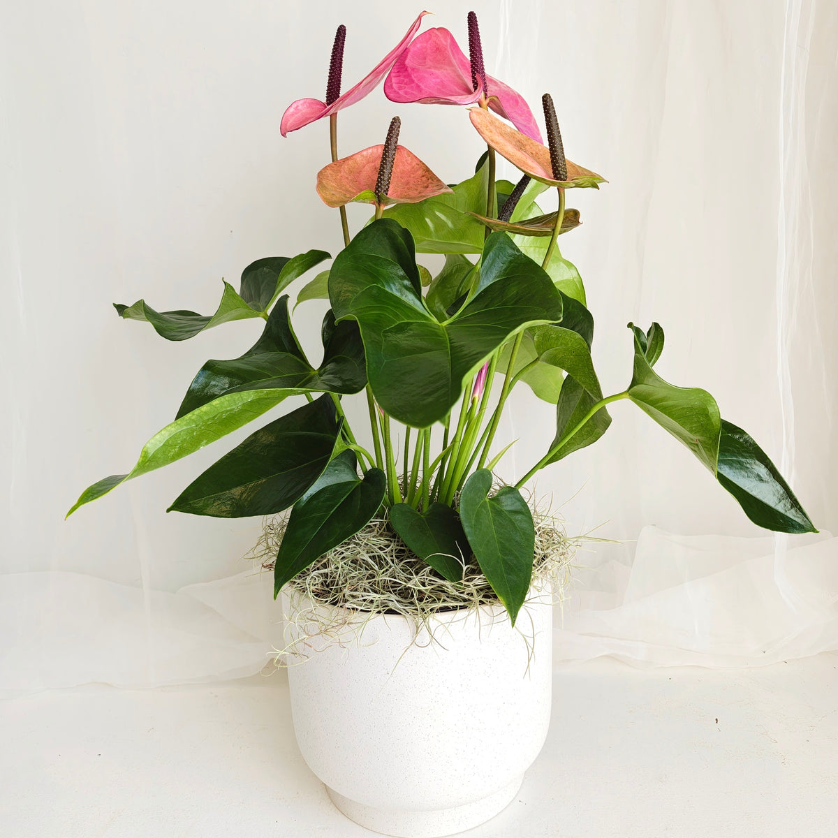 Purple Anthurium